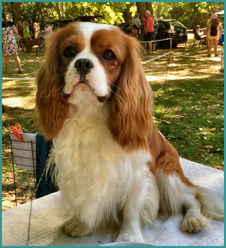 Darilance Cavalier King Charles Spaniels - Show Dogs In New